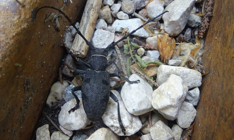 Morimus asper asper (m. e f.) Cerambycidae